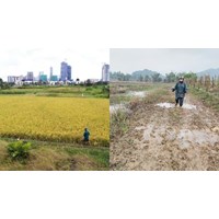 Đất trồng lúa có chuyển đổi lên thổ cư, đất ở được không?