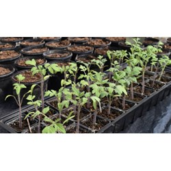 Nguyên tắc nộp đơn đầu tiên đối với giống cây trồng