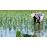 Quy định mới về chuyển nhượng đất nông nghiệp