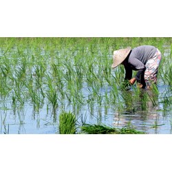 Quy định mới về chuyển nhượng đất nông nghiệp