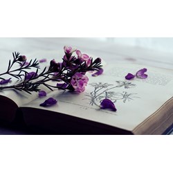 Sửa đổi văn bằng bảo hộ do thu hẹp phạm vi bảo hộ nhãn hiệu