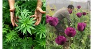 Trồng cây thuốc phiện, cây cần sa sẽ bị xử lý thế nào?