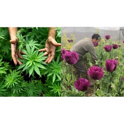 Trồng cây thuốc phiện, cây cần sa sẽ bị xử lý thế nào?