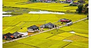 Người được Nhà nước giao đất, cho thuê đất chuyên trồng lúa để sử dụng vào mục đích phi nông nghiệp theo Điều 182 Luật Đất đai 2024