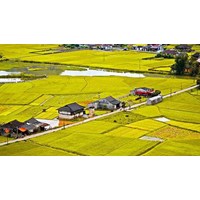 Người được Nhà nước giao đất, cho thuê đất chuyên trồng lúa để sử dụng vào mục đích phi nông nghiệp theo Điều 182 Luật Đất đai 2024