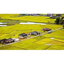 Người được Nhà nước giao đất, cho thuê đất chuyên trồng lúa để sử dụng vào mục đích phi nông nghiệp theo Điều 182 Luật Đất đai 2024