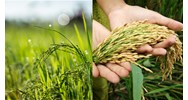 Điều kiện, thủ tục chuyển đổi cơ cấu cây trổng, vật nuôi trên đất trồng lúa