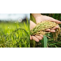 Điều kiện, thủ tục chuyển đổi cơ cấu cây trổng, vật nuôi trên đất trồng lúa