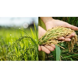Điều kiện, thủ tục chuyển đổi cơ cấu cây trổng, vật nuôi trên đất trồng lúa