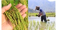 Điểm mới Nghị định 112 quy định chi tiết về đất trồng lúa