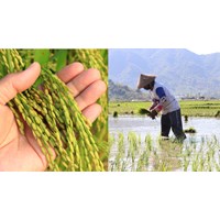 Điểm mới Nghị định 112 quy định chi tiết về đất trồng lúa