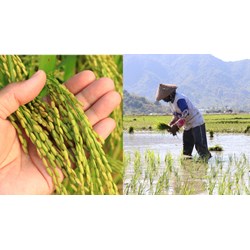 Điểm mới Nghị định 112 quy định chi tiết về đất trồng lúa