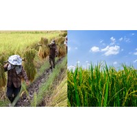Tăng mức hỗ trợ đối với đất chuyên trồng lúa từ 01/01/2025