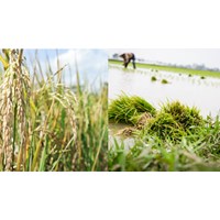 Mức hỗ trợ đối với đất trồng lúa từ năm 2025 là từ 750.000 đến 1.500.000 đồng/ha/năm