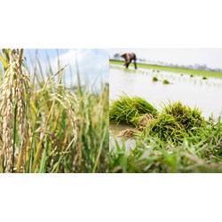 Mức hỗ trợ đối với đất trồng lúa từ năm 2025 là từ 750.000 đến 1.500.000 đồng/ha/năm