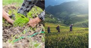 Gia hạn quyền sử dụng đất nông nghiệp theo Luật đất đai 2024