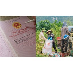 Đất sử dụng trước 1/7/2014 không giấy tờ được cấp sổ đỏ miễn phí