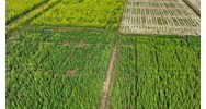 Tích tụ đất nông nghiệp là gì? Tích tụ đất nông nghiệp phải đảm bảo nguyên tắc nào theo Luật đất đai 2024?