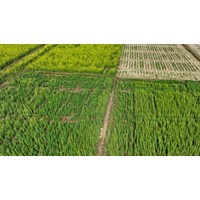 Tích tụ đất nông nghiệp là gì? Tích tụ đất nông nghiệp phải đảm bảo nguyên tắc nào theo Luật đất đai 2024?