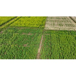 Tích tụ đất nông nghiệp là gì? Tích tụ đất nông nghiệp phải đảm bảo nguyên tắc nào theo Luật đất đai 2024?