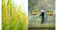 Thời hạn sử dụng đất khi nhận chuyển quyền sử dụng đất theo Điều 174 Luật đất đai 2024