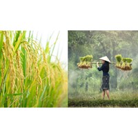 Thời hạn sử dụng đất khi nhận chuyển quyền sử dụng đất theo Điều 174 Luật đất đai 2024