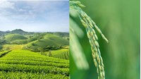 Thanh tra, kiểm tra chuyên ngành đất đai, kiểm toán đất đai theo Điều 234 Luật đất đai 2024