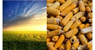 Miễn, giảm tiền sử dụng đất, tiền thuê đất theo Điều 157 Luật đất đai 2024