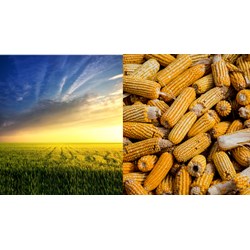 Miễn, giảm tiền sử dụng đất, tiền thuê đất theo Điều 157 Luật đất đai 2024