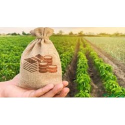 Hướng dẫn nộp thuế sử dụng đất phi nông nghiệp tại TPHCM