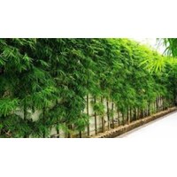 Soạn bài Gió thanh lay động cành cô trúc Ngữ văn lớp 10