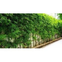 Soạn bài Gió thanh lay động cành cô trúc Ngữ văn lớp 10