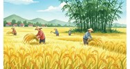 Tả cánh đồng lúa chín vào mùa gặt lớp 5