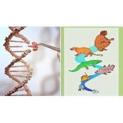 Sinh học 12 bài 26: Học thuyết tiến hoá tổng hợp hiện đại