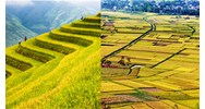 Đất trồng lúa theo quy định Điều 182 Luật đất đai 2024