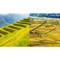 Đất trồng lúa theo quy định Điều 182 Luật đất đai 2024