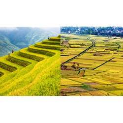 Đất trồng lúa theo quy định Điều 182 Luật đất đai 2024