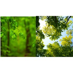Quy định chuyển tiếp một số trường hợp khác theo Điều 260 khi Luật Đất đai 2024 có hiệu lực