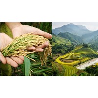 Thẩm quyền thu hồi đất của UBND cấp huyện theo Luật đất đai 2024