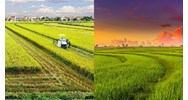 Mẫu văn bản xác nhận diện tích đất chuyên trồng lúa phải nộp tiền sử dụng đất