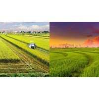 Mẫu văn bản xác nhận diện tích đất chuyên trồng lúa phải nộp tiền sử dụng đất