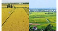 Mẫu bản kê khai diện tích đất chuyên trồng lúa chuyển mục đích sử dụng đất sang đất phi nông nghiệp