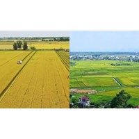 Mẫu bản kê khai diện tích đất chuyên trồng lúa chuyển mục đích sử dụng đất sang đất phi nông nghiệp