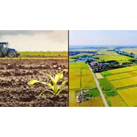 Đất nông nghiệp do tổ chức, người gốc Việt Nam định cư ở nước ngoài, tổ chức kinh tế có vốn đầu tư nước ngoài sử dụng theo Điều 180 Luật đất đai 2024