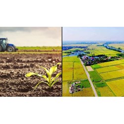 Đất nông nghiệp do tổ chức, người gốc Việt Nam định cư ở nước ngoài, tổ chức kinh tế có vốn đầu tư nước ngoài sử dụng theo Điều 180 Luật đất đai 2024
