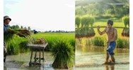 Giá đền bù đất trồng lúa theo quy định Luật Đất đai nâm 2024 là bao nhiêu?