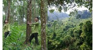 Có được chuyển mục đích sử dụng đất rừng sản xuất thành đất thổ cư không?