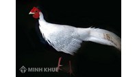 Nuôi gà lôi trắng ở Việt Nam có hợp pháp không?