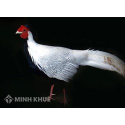 Nuôi gà lôi trắng ở Việt Nam có hợp pháp không?