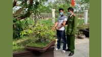 Trộm cắp chậu hoa, cây cảnh bị phạt thế nào?